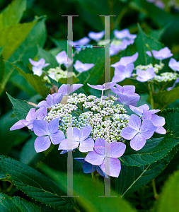 Picture of Hydrangea macrophylla 'Lynn (Let's Dance  Starlight)'