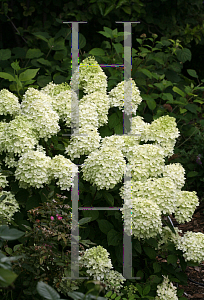 Picture of Hydrangea paniculata 'Jane (Little Lime)'