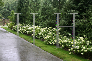 Picture of Hydrangea paniculata 'Jane (Little Lime)'