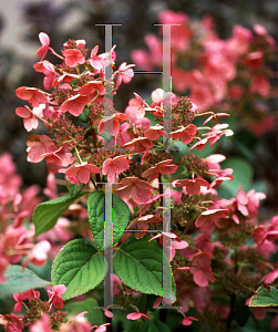 Picture of Hydrangea paniculata 'Bulk (Quick Fire)'