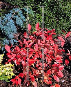 Picture of Itea virginica 'Sprich (Little Henry)'