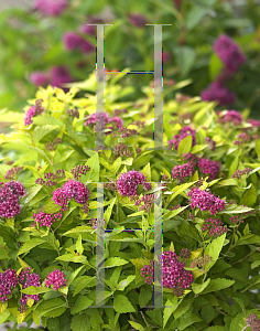 Picture of Spiraea japonica 'Yan (Double Play Gold)'