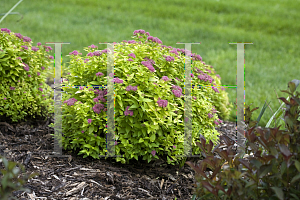 Picture of Spiraea japonica 'Yan (Double Play Gold)'