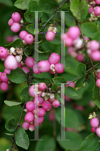 Picture of Symphoricarpos x doorenbosii 'Kordes(Amethyst)'