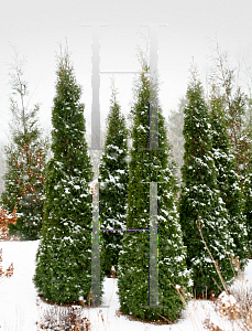 Picture of Thuja occidentalis 'Art Boe (North Pole)'