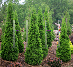 Picture of Thuja occidentalis 'Art Boe (North Pole)'