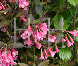 Picture of Weigela florida 'Bramwell (Fine Wine)'