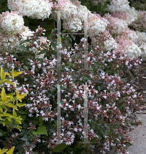 Picture of Abelia x grandiflora 'Keiser(Ruby Anniversary)'