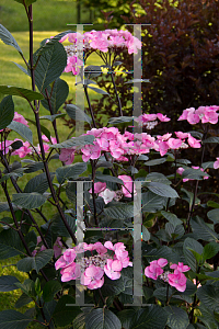 Picture of Hydrangea macrophylla 'Horabstra (Abracadabra Star)'