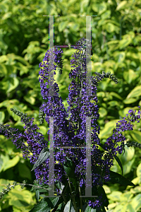 Picture of Buddleia davidii 'Adokeep (English Butterfly Adonis Blue)'