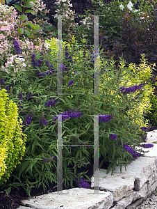 Picture of Buddleia davidii 'Pyrkeep (English Butterfly Purple Emperor)'