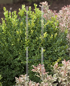 Picture of Buxus sempervirens 'Katerburg(North Star)'