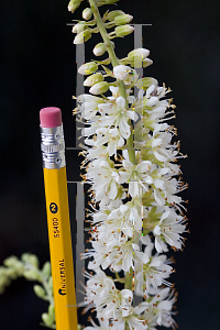 Picture of Clethra alnifolia 'Caleb (Vanilla Spice)'