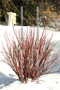 Picture of Cornus stolonifera 'Farrow(Arctic Fire)'