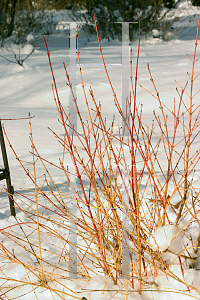 Picture of Cornus sanguinea 'Cato (Artic Sun)'