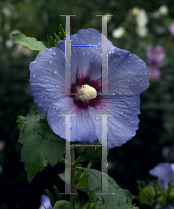 Picture of Hibiscus syriacus 'Marina(Blue Satin)'