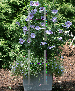 Picture of Hibiscus syriacus 'Marina(Blue Satin)'