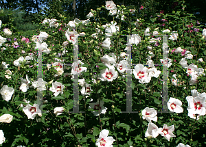 Picture of Hibiscus syriacus 'Mathilde(Blush Satin)'