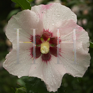 Picture of Hibiscus syriacus 'Mathilde(Blush Satin)'