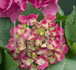 Picture of Hydrangea macrophylla 'Paris Rapa (Cityline Paris)'