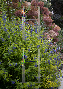 Picture of Caryopteris x clandonensis 'Janice (Lil Miss Sunshine)'
