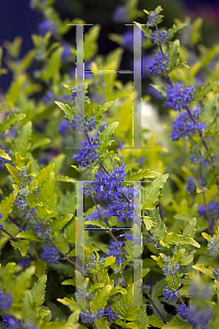 Picture of Caryopteris x clandonensis 'Janice (Lil Miss Sunshine)'