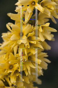 Picture of Forsythia x intermedia 'Mindor (Show Off®)'