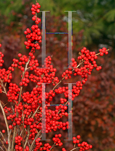 Picture of Ilex verticillata 'Spriber (Berry Nice)'