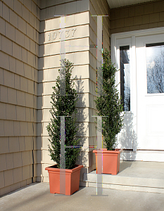 Picture of Ilex crenata 'FarrowSK6 (Patti O)'