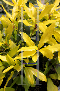 Picture of Laurus nobilis 'LNSS (Sicilian Sunshine)'