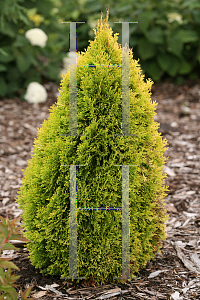 Picture of Thuja occidentalis 'Filip's Magic Moment'