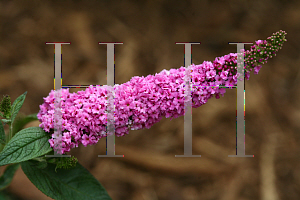 Picture of Buddleia  'Lo & Behold Pink Micro Chip'