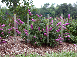 Picture of Buddleia  'Lo & Behold Pink Micro Chip'