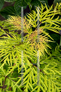 Picture of Sambucus racemosa 'SMNSRD4 (Lemon Lace)'