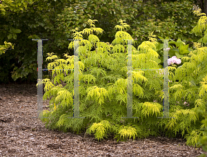 Picture of Sambucus racemosa 'SMNSRD4 (Lemon Lace)'