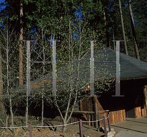 Picture of Cornus nuttallii 