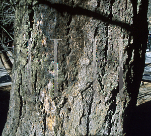 Picture of Pseudotsuga menziesii 