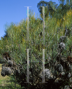 Picture of Banksia sphaerocarpa 