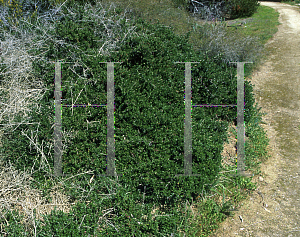 Picture of Atriplex semibaccata 