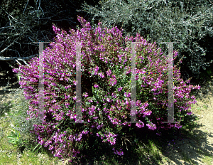 Picture of Tetratheca thymifolia 