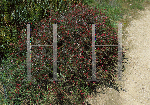 Picture of Darwinia taxifolia ssp. macrolaena 