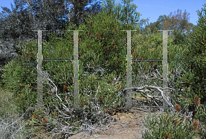 Picture of Banksia ericifolia 