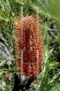 Picture of Banksia ericifolia 