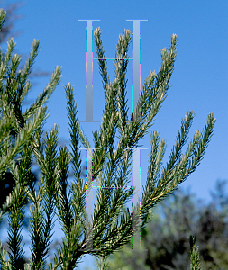 Picture of Banksia ericifolia 