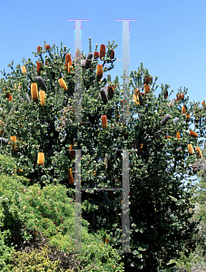 Picture of Banksia praemorsa 