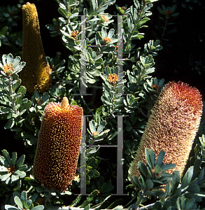 Picture of Banksia praemorsa 