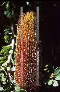 Picture of Banksia praemorsa 