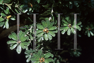 Picture of Banksia praemorsa 