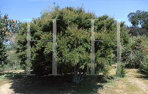 Picture of Leptospermum wooroonooran 