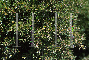 Picture of Leptospermum wooroonooran 